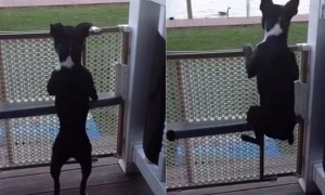 Dog Has Hilarious Way Of Jumping When He Feels Excited