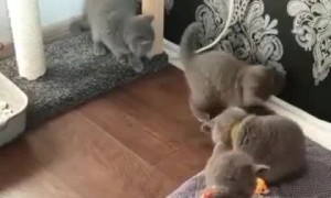 Kittens adorably play with their toys
