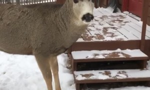 Deer Meets Guy at the Door