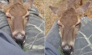 Wild Deer Takes Quick Nap On Human's Lap