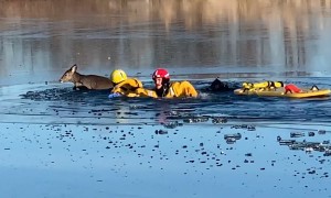First Responders in Johnson County, Kansas rescue deer from frozen lake