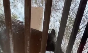 Christmas Dinner Surprised by Unexpected Guest