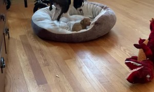 Boston Terrier is Not a Fan of Sharing Her Bed