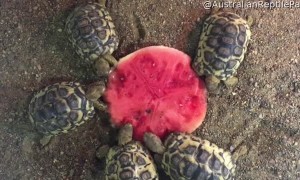 Turtles Enjoy a Nice Christmas Dinner