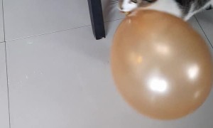 Adorable Cat Playing with a Balloon