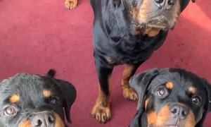 Puppy Takes Treats Less Gently than Siblings