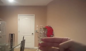 Cockatoo Bird Isn't Happy After Being Denied Donut