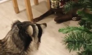 Cute Raccoon Can't Resist Shiny Christmas Decoration