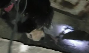 Dog Rescued from Drain Ditch