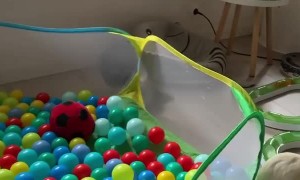 Ferrets Playing Together in a Ball Pit