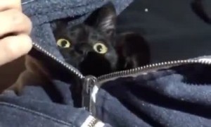 Sleepy Cat Isn't Ready to Leave Hoodie