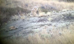 Long Range Coyote Shot Misses with Vapor Trail