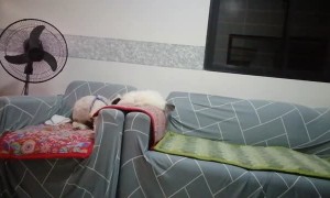 Cuddly Pup Can't Take a Hint