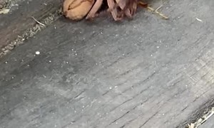 Huntsman Spider Duels with Wasp