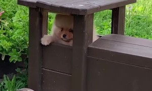 Cute Pomeranian gets stuck inside a toy train
