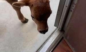 Baby Cow Follows Owner into House