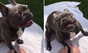 Puppy Totally Loses It Over Brand New Pool