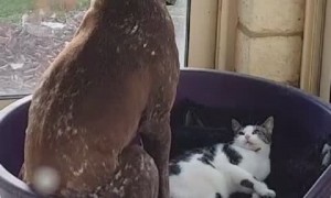 Dog Doesn't Approve of Bed Stealing Sibling