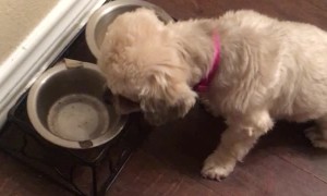 Doggy Gets Angry at Food Joke