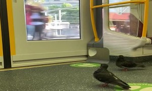 Pigeons Take Public Transportation