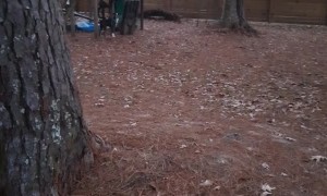 Happy Boxer Bounds Across the Yard