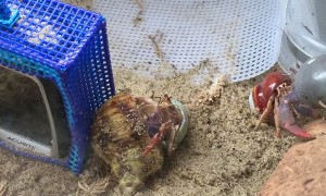 Rescued Hermit Crab Switches Shells