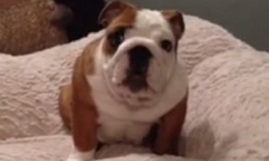 Puppy Can't Hold Back Excitement For New Bed