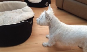 Terrier Puppies Play Hilarious Game of Peek-a-Boo