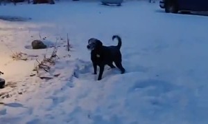 Doggy Plays Catch With Shovelled Snow