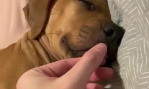 Sleeping Puppy Startled Awake by Parents