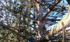 Rescuer Climbs Tree to Save Noisy Kitty