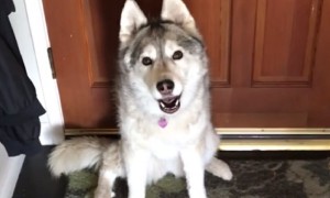 Husky Literally Prevents Owner From Leaving the House