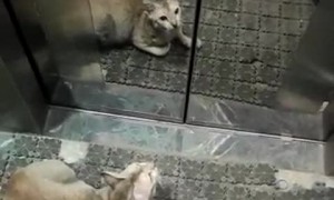 Intelligent Kitty Uses Lift to Get Outside