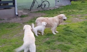 Dog Jumps Onto Golden Retriever's Back And Goes For Ride