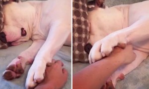 Dog Makes It Clear That He'd Rather Stay In Bed