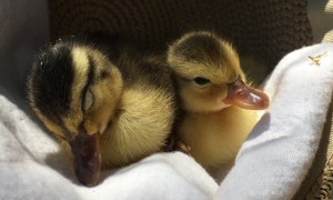 Tired Ducklings Falling Asleep Will Totally Make Your Day
