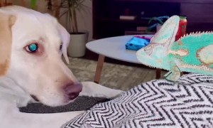 Chameleon Gives Buddy's Ear A Taste Test