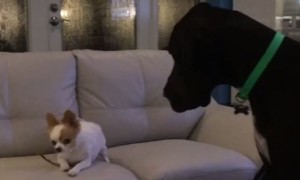 Tiny Chihuahua Isn't In The Mood To Share With Great Dane