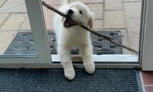 Puppy Struggles to Bring Stick Inside
