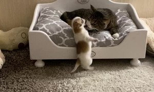 Pushy Puppy Forces Cat from Bed