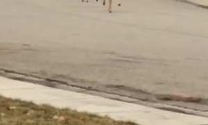 Perfectly Synchronized Deer Hopping Down the Street