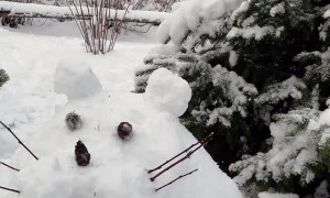 Cat Unimpressed by Custom Kitty Igloo