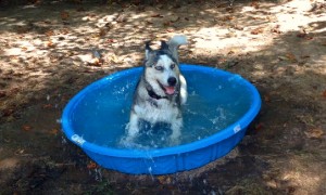 Husky Puppy Absolutely Loves This Baby Pool