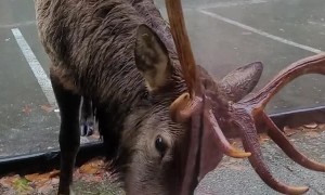 Elk Grabs a Bite at Youbou Bar and Grill