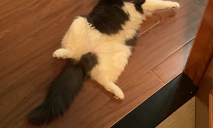 Cat Waits Awkwardly for Human