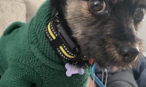 Doggy Feels Baby Kick