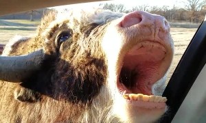 Friendly Yak Wants Drive Through Snacks
