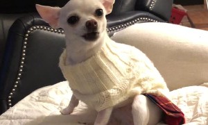 Adorable Rescue Chihuahua Howls for Attention