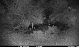 Mischievous Possum Pushes Skunk into Pond