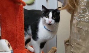 Catoro Cafe Kitty Begs for More Brushes